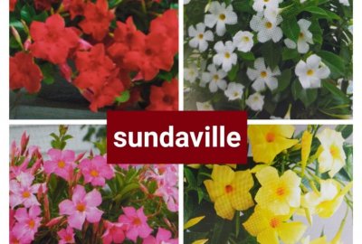 Sundaville