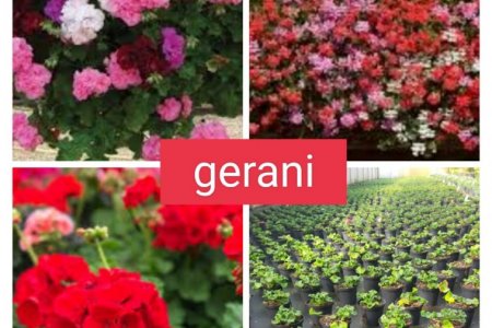 Gerani