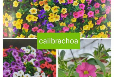 Calibrachoa